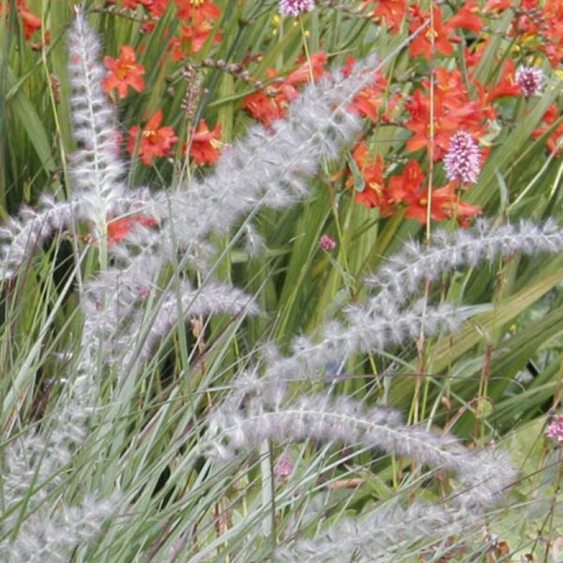 Pennisetum orientale (Floración)