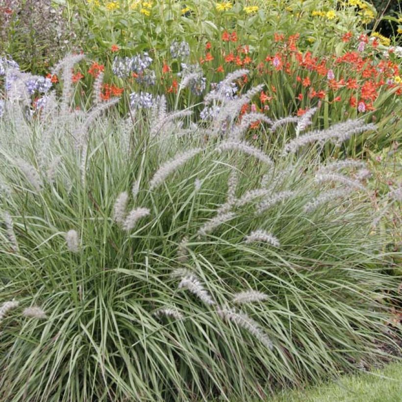 Pennisetum orientale (Porte)