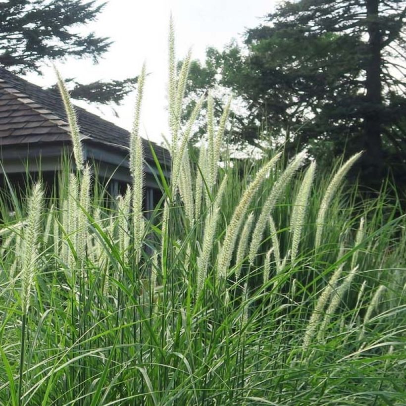 Pennisetum orientale Fairy Tails (Floración)