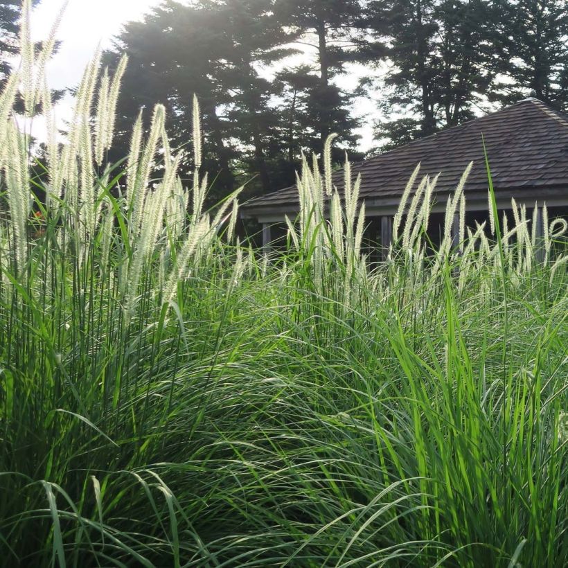 Pennisetum orientale Fairy Tails (Porte)