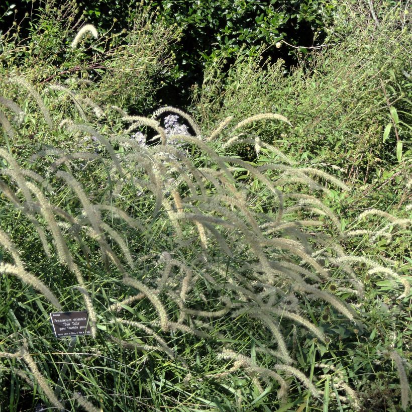 Pennisetum orientale Tall Tails (Porte)