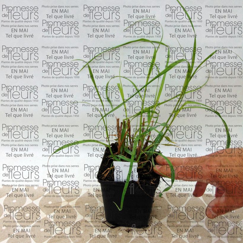 Pennisetum orientale Tall Tails (Cosecha)