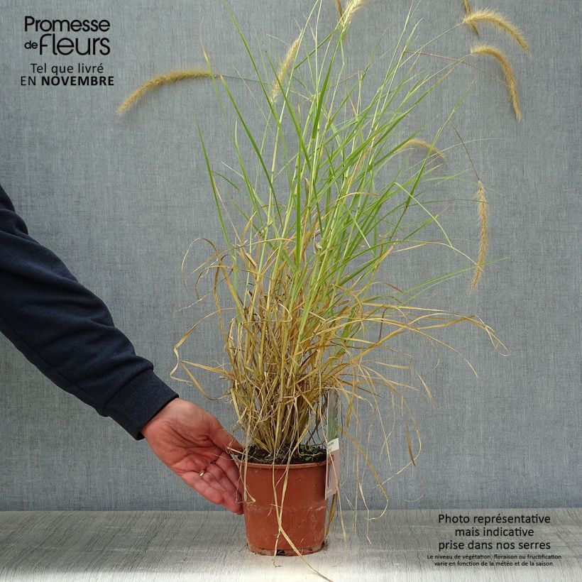 Ejemplar de Pennisetum setaceum Skyrocket - Herbe aux écouvillons Pot de 1L/1.5L entregado en otoño