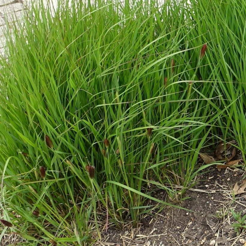 Pennisetum thunbergii (Porte)