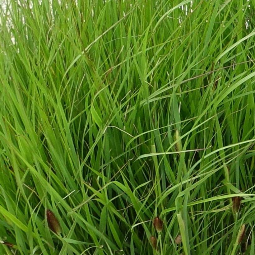 Pennisetum thunbergii (Follaje)