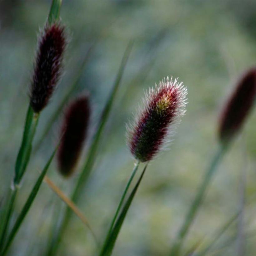 Pennisetum thunbergii (Floración)