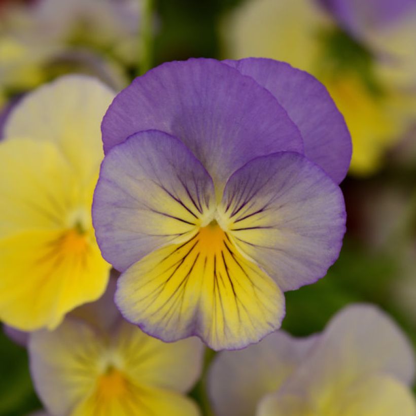 Viola hybrida Cool Wave Morpho - Violeta hibrida (Floración)