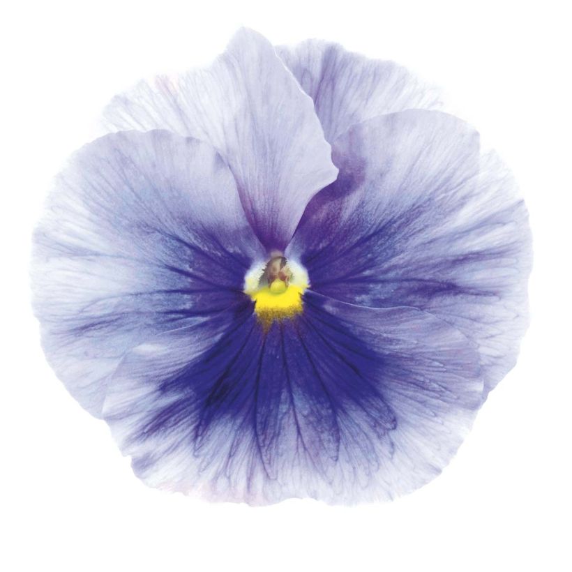 Viola Inspire Silver Blue - Violeta (Floración)