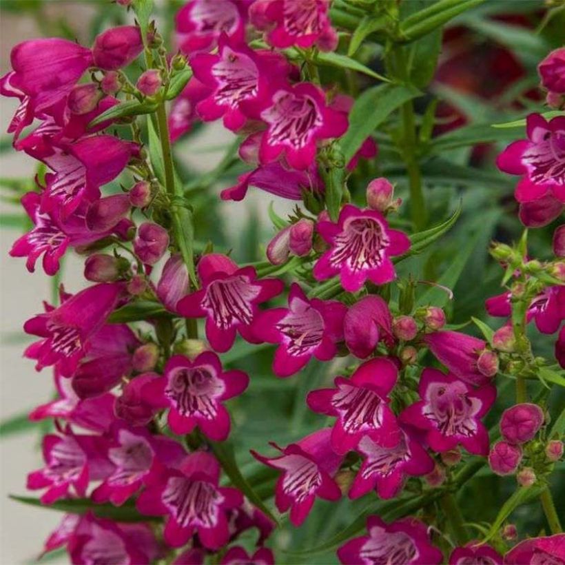 Penstemon Harlequin Magenta (Floración)