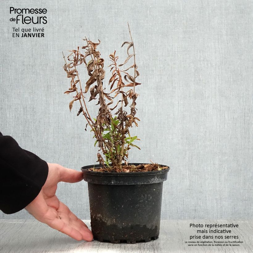 Penstemon Hewell Pink Bedder - Galane - Pot de 2L/3L Ejemplar entregado en invierno