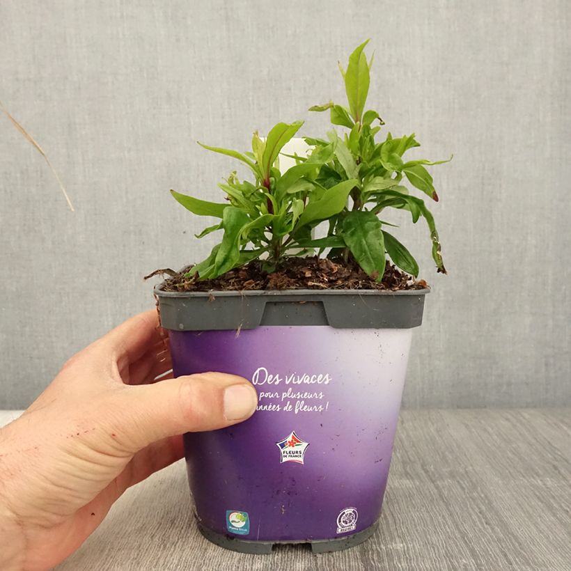 Penstemon hybride Blackbird - Galane en pot de 2L/3L Ejemplar entregado en la primavera