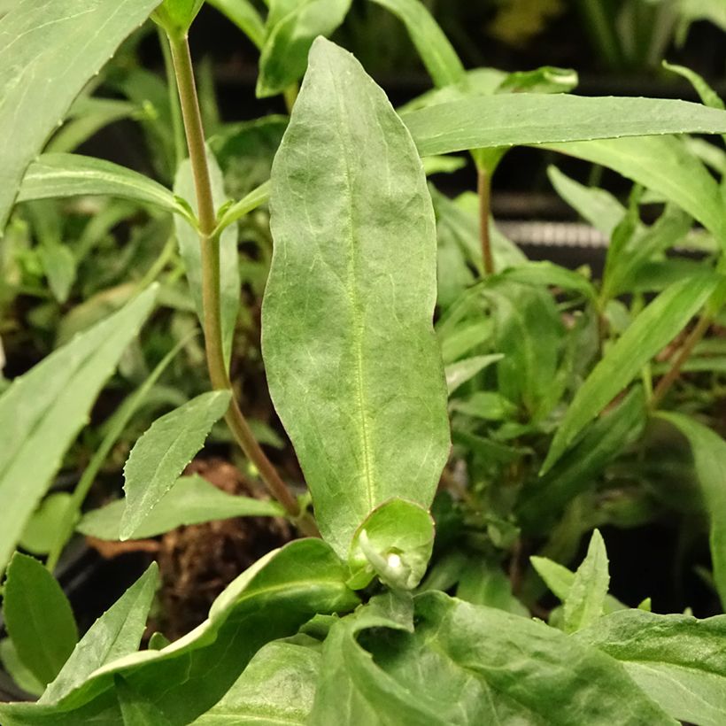 Penstemon Midnight (Follaje)