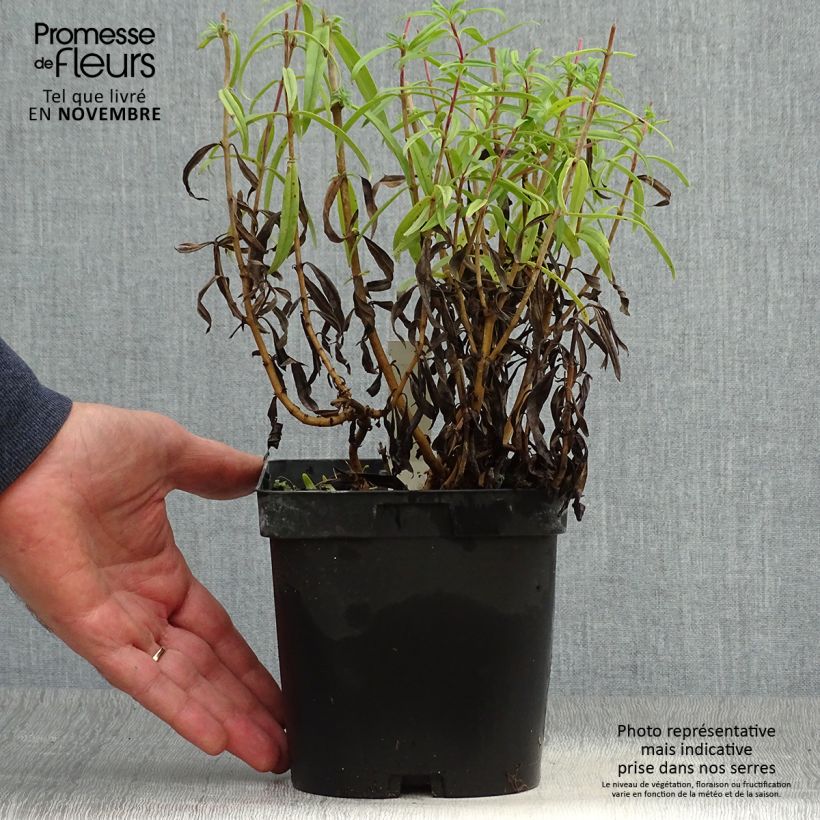 Ejemplar de Penstemon hybride Schoenholzeri - Galane en pot de 2/3 litres entregado en otoño