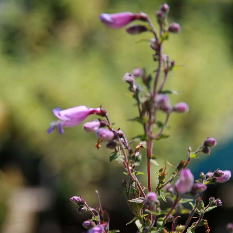 Penstemon smallii (Floración)