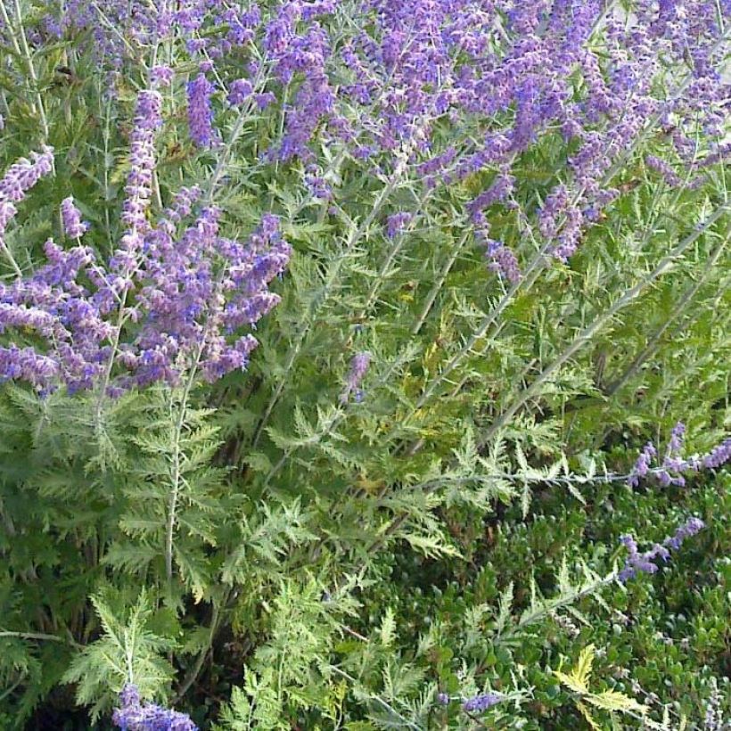 Salvia rusa Blue Spire - Perovskia atriplicifolia (Follaje)