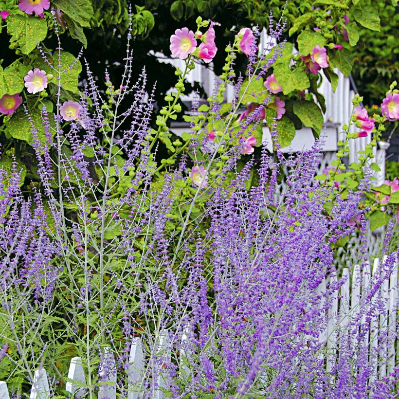 Salvia rusa Blue Spire - Perovskia atriplicifolia (Floración)