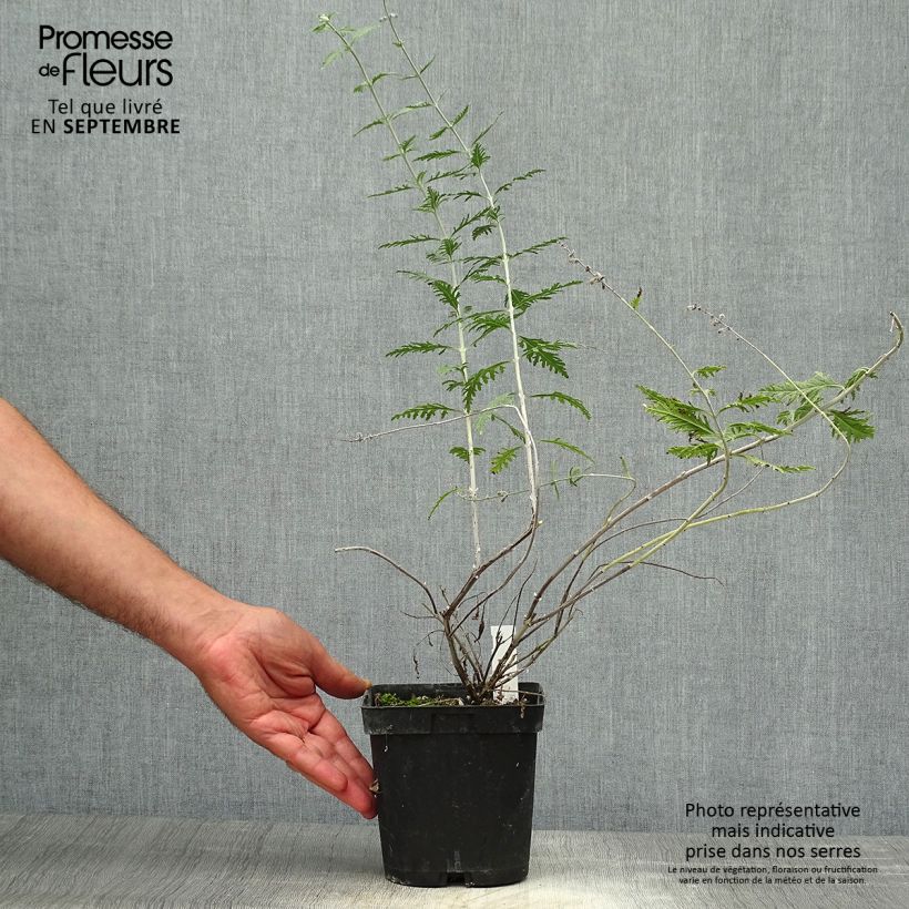 Ejemplar de Perovskia atriplicifolia Blue Spire en pot de 2L/3L. entregado en otoño