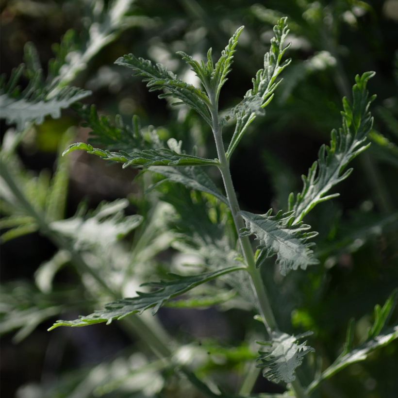 Salvia rusa Lacey Blue - Perovskia atriplicifolia (Follaje)