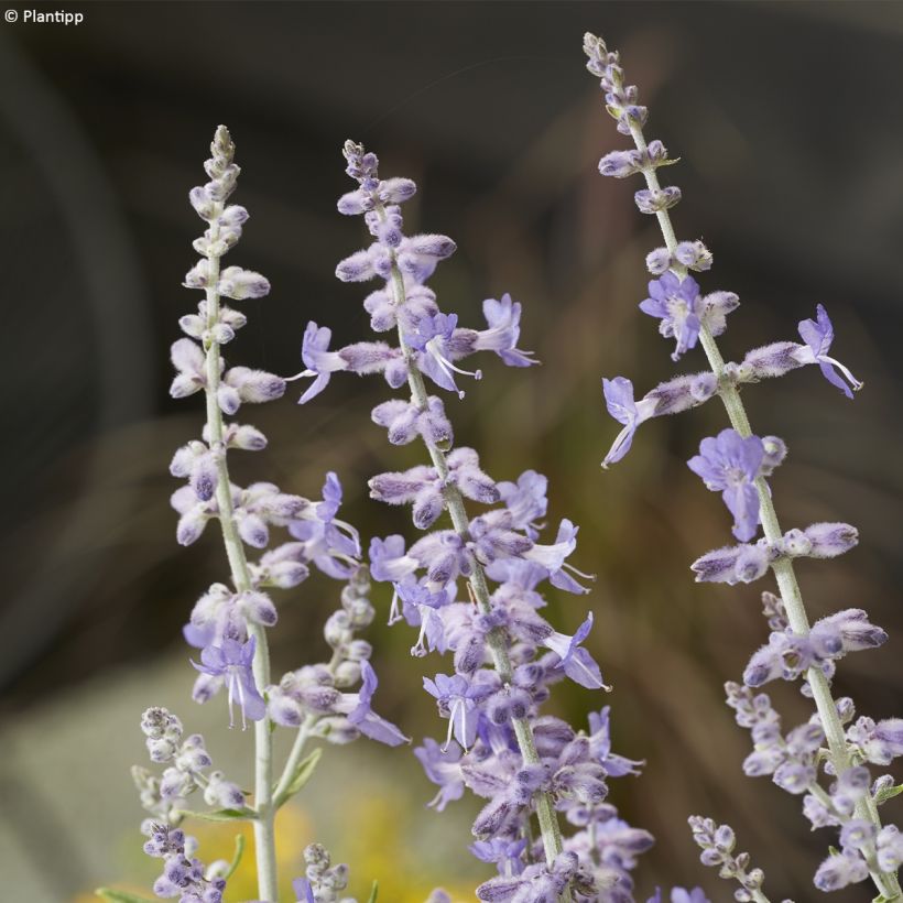 Salvia rusa Lacey Blue - Perovskia atriplicifolia (Floración)