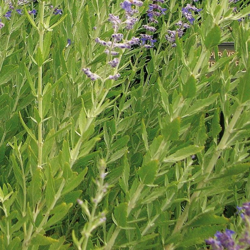 Salvia rusa Little Spire - Perovskia atriplicifolia (Follaje)