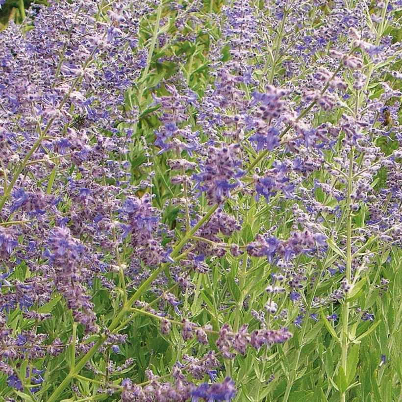 Salvia rusa Little Spire - Perovskia atriplicifolia (Floración)