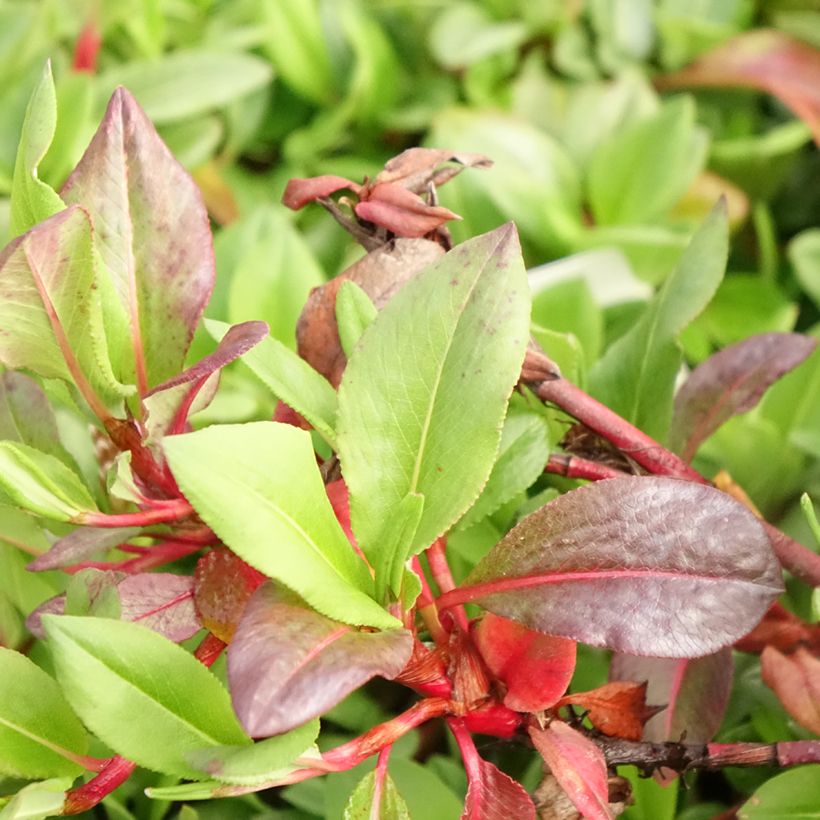 Persicaria affinis Superba (Follaje)