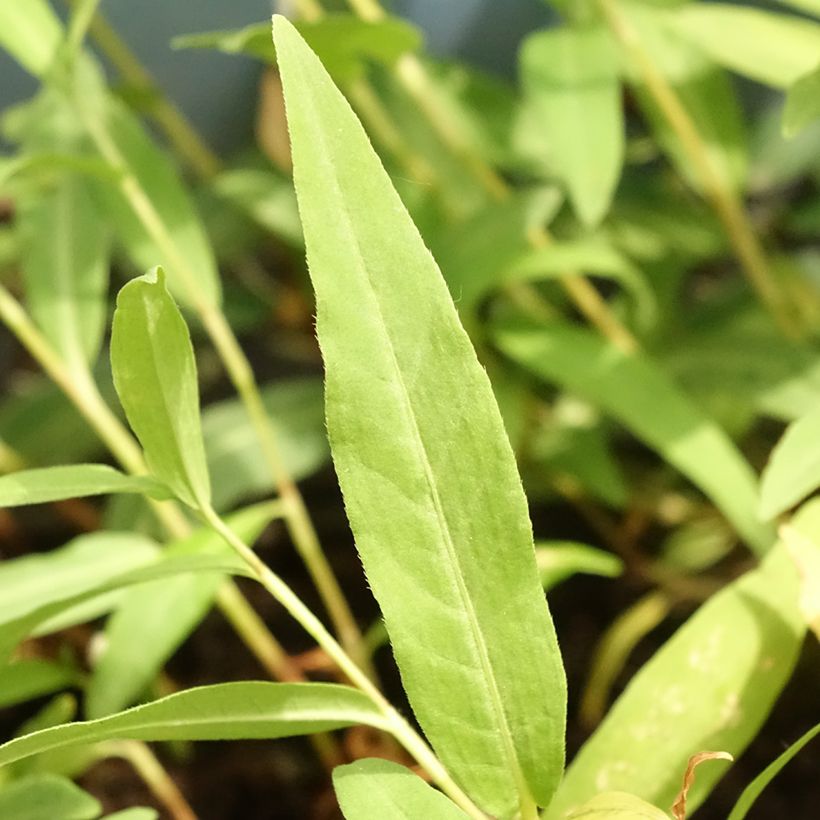 Persicaria amphibia (Follaje)