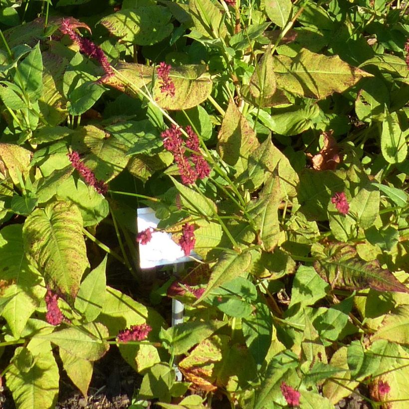 Persicaria amplexicaulis Blackfield (Follaje)