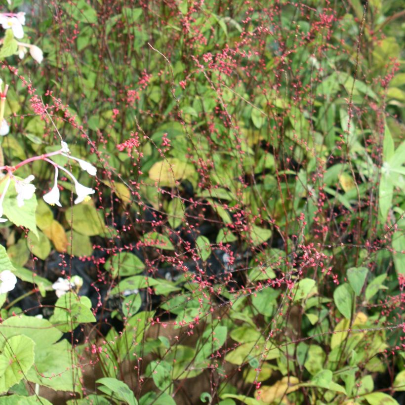 Persicaria virginiana var. filiformis (Floración)