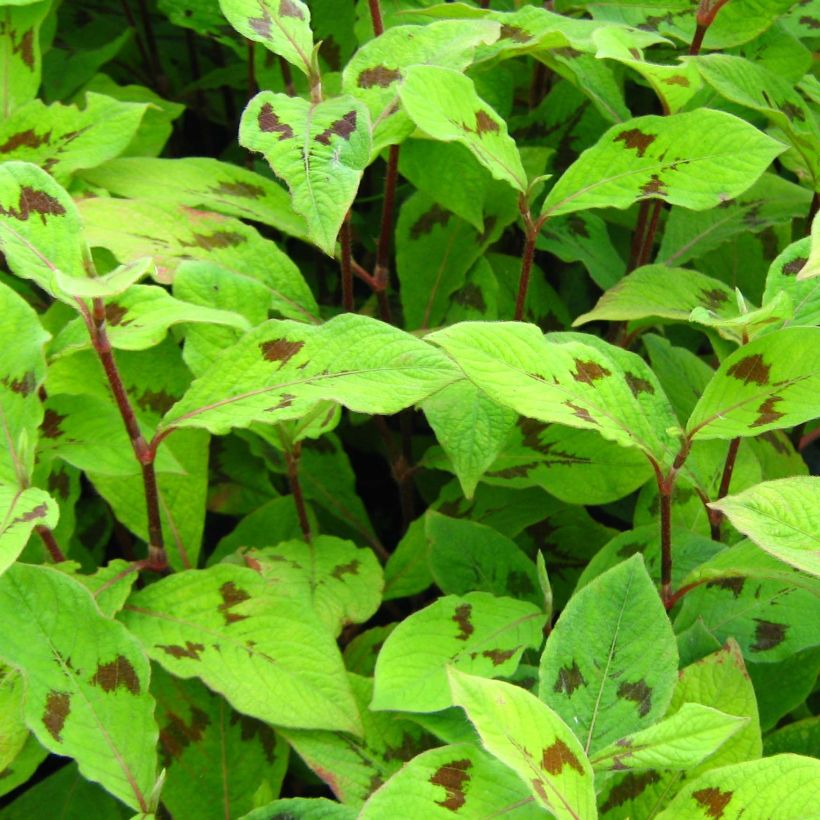 Persicaria virginiana var. filiformis (Follaje)