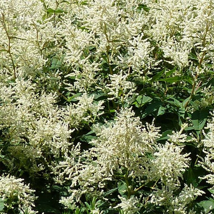 Persicaria polymorpha (Floración)