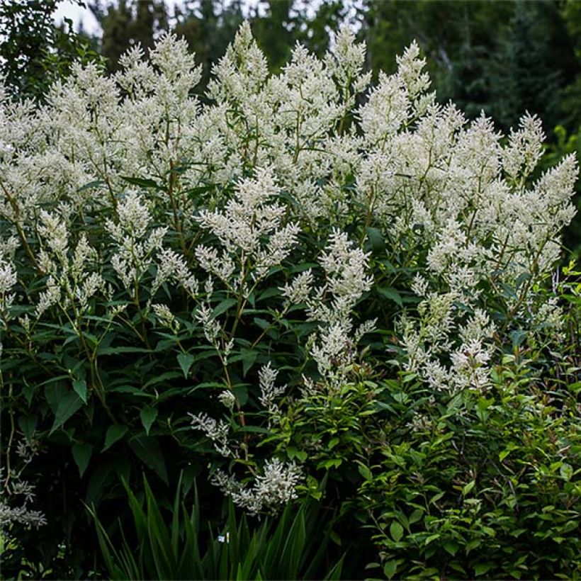 Persicaria polymorpha (Porte)