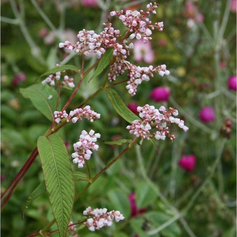 Persicaria campanulata (Floración)