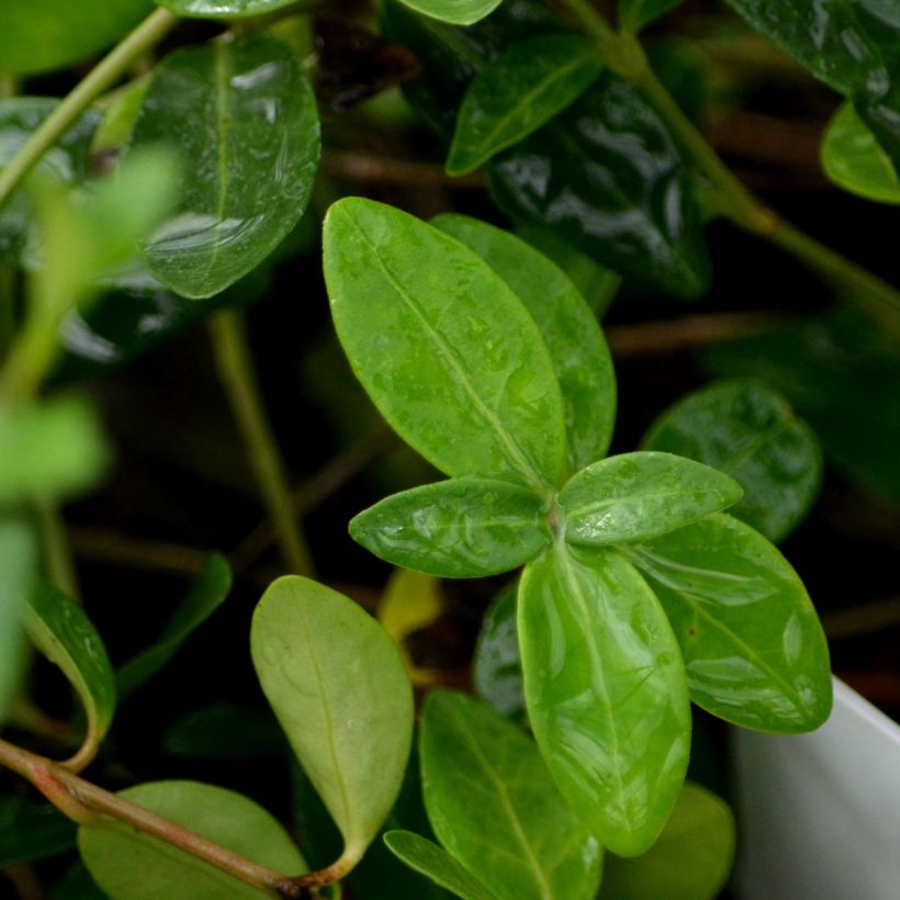 Vinca minor Atropurpurea (Follaje)