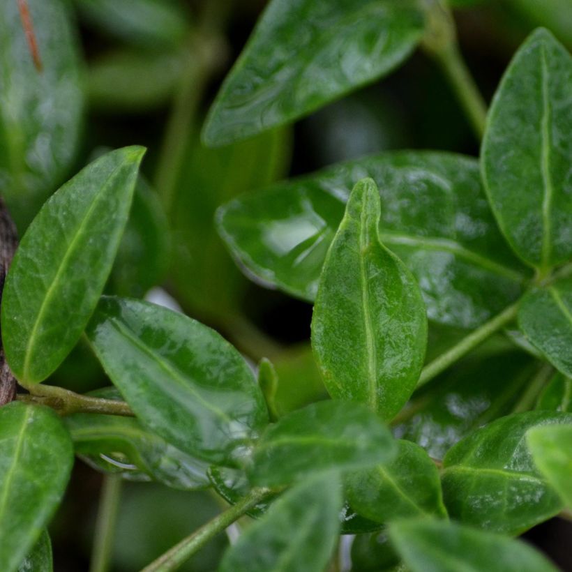 Vinca minor Marie (Follaje)