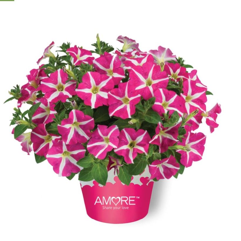 Petunia Amore Pink Hearts (Porte)