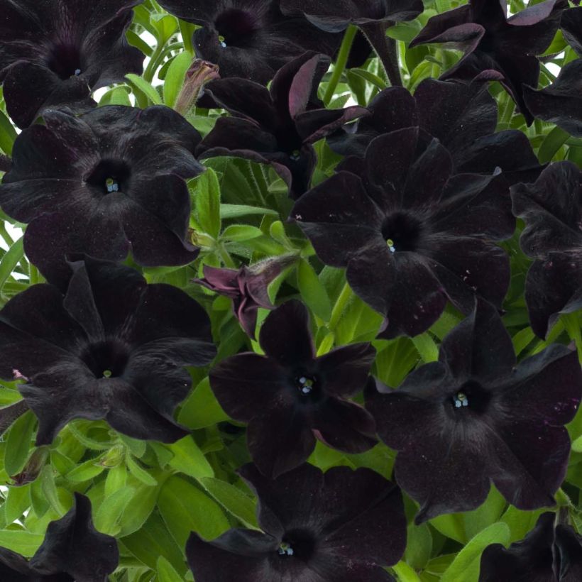 Petunia cascadia Rayo Negro - Petunia Black Ray (Floración)