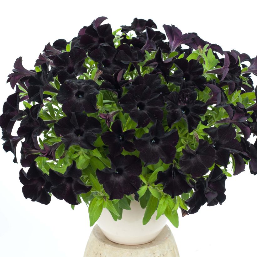 Petunia cascadia Rayo Negro - Petunia Black Ray (Porte)