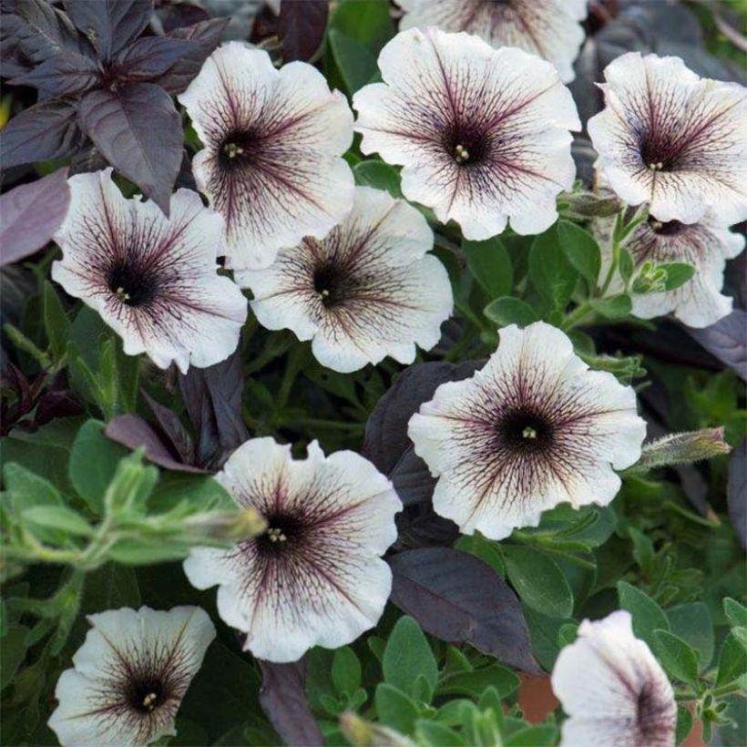 Petunia Designer Cappuccino (Floración)