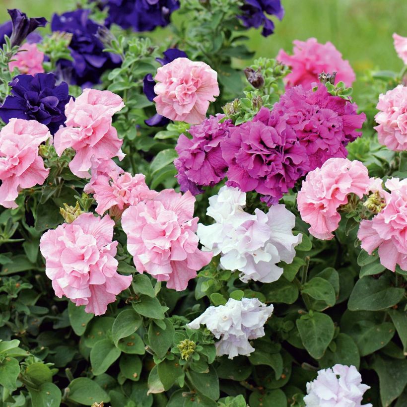 Petunia Cassandra Mix - Surfinia (Floración)