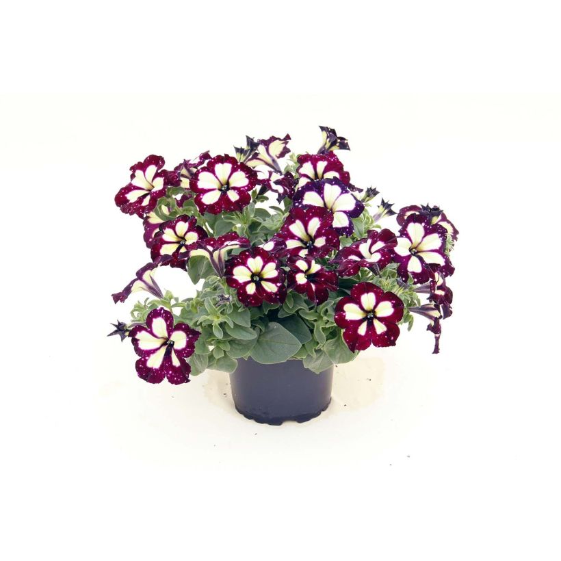 Petunia Lightning Sky (Porte)