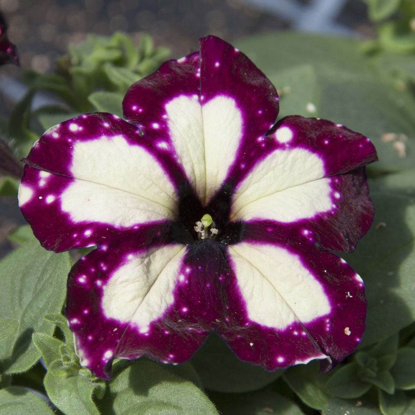 Petunia Lightning Sky (Floración)