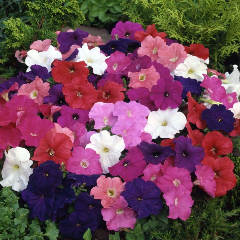 Petunia Mambo Mix (Floración)