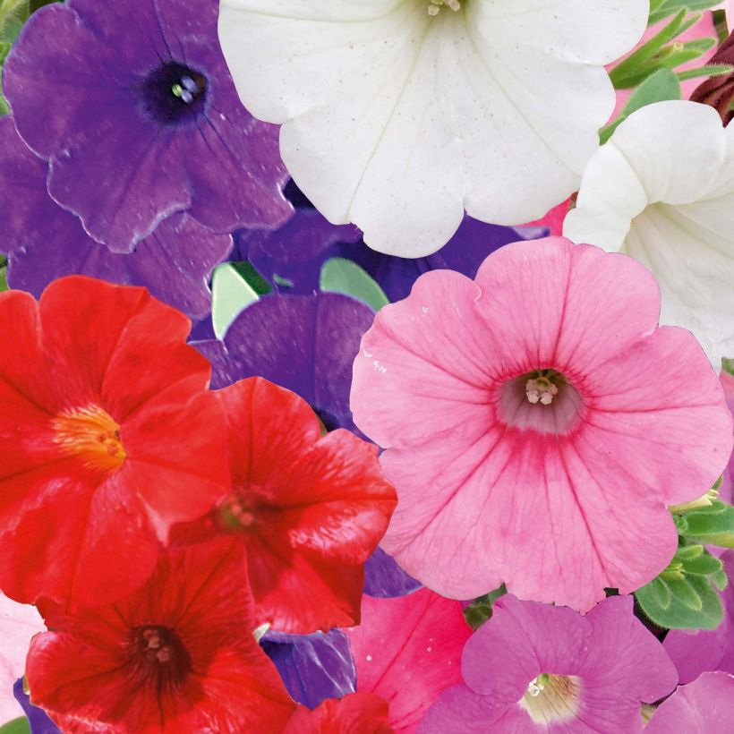 Petunia Parure Mix (Floración)