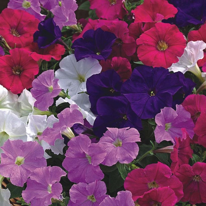 Petunia Picobella Cascade (Floración)