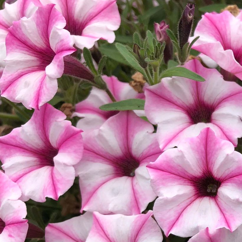 Petunia Supertunia Pink Star (Floración)