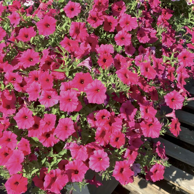 Petunia Supertunia Vista Paradise (Floración)