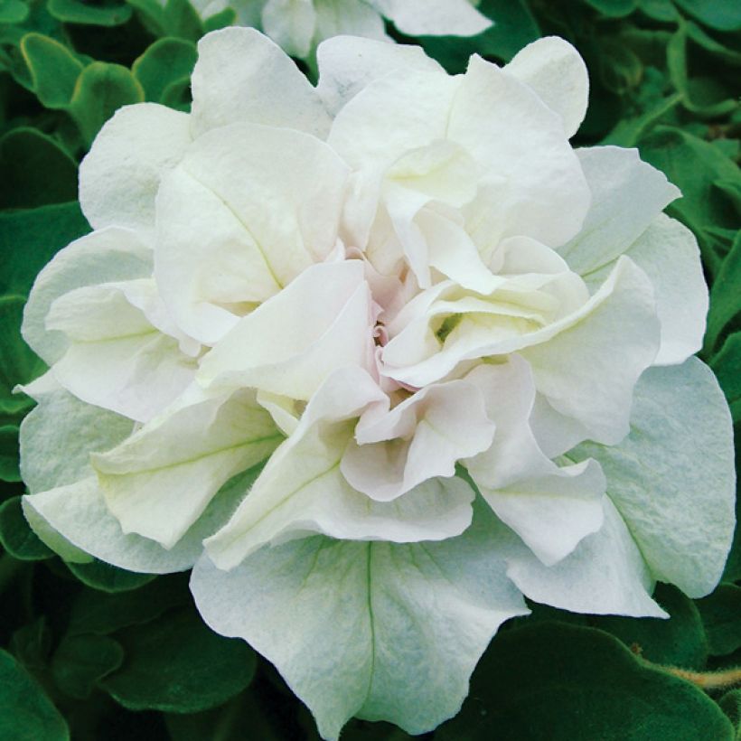 Petunia Tumbelina Diana - Surfinia (Floración)