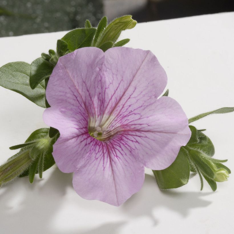 Petunia Sweet Pink - Surfinia (Floración)