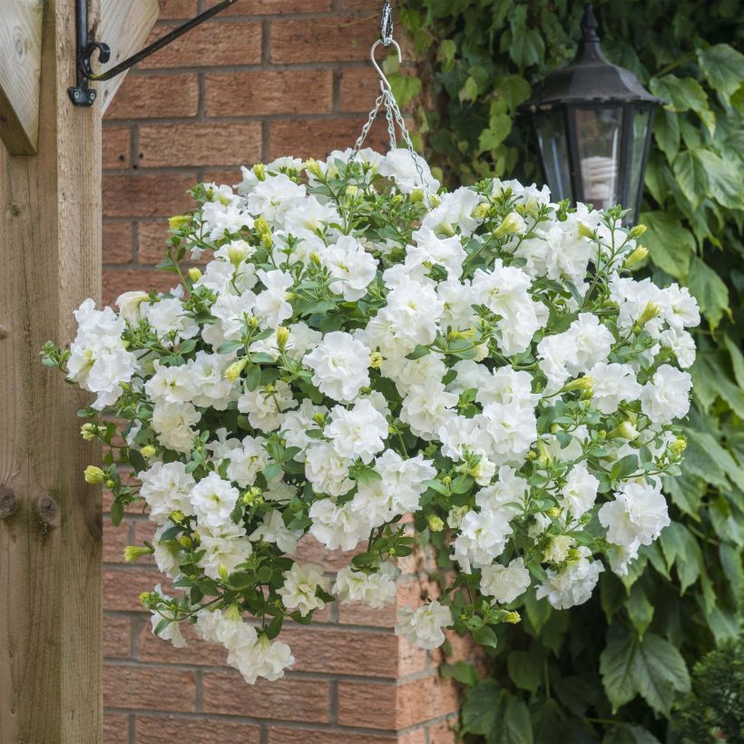 Petunia Tumbelina Diana - Surfinia (Porte)